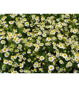 Camomille romaine BIO hydrolat