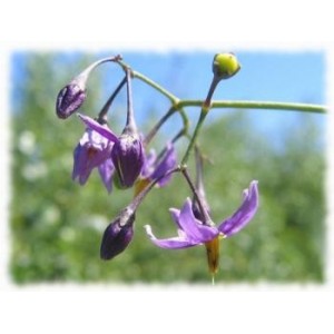 Douce amère plante