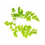 Capillaire fronde