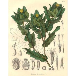 Chardon bénit plante