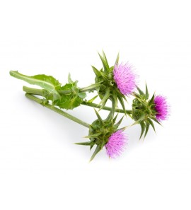 Chardon Marie fruit entier