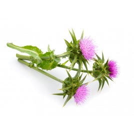 Chardon Marie plante