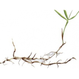 Petit Chiendent BIO rhizome