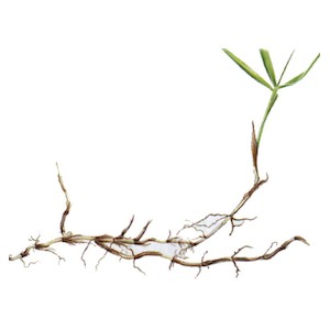 Petit Chiendent BIO rhizome