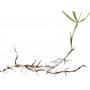 Petit Chiendent BIO rhizome