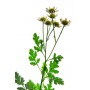 Partenelle plante