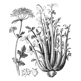 Céleri (Ache) fruit