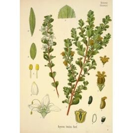 Buchu feuille
