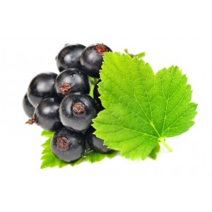 Cassis BIO feuille