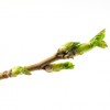 CASSIS bourgeon MG BIO