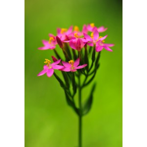 petite Centaurée plante