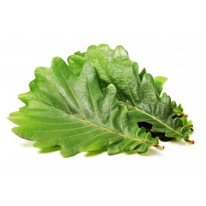 Chêne BIO feuille