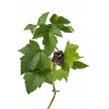 Cassis  feuille