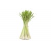 Citronnelle BIO plante