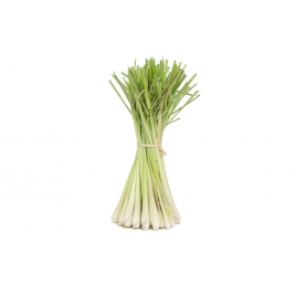 Citronnelle BIO plante