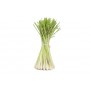 Citronnelle BIO plante