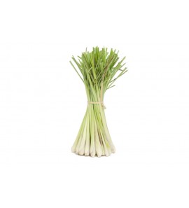Citronnelle BIO plante