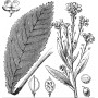 Cochléaire feuille 100gr