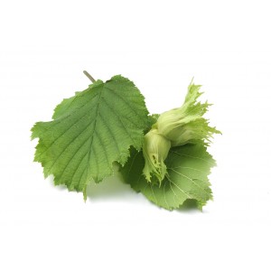 Noisetier feuille