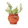 Dictame de Crête plante