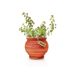 Dictame de Crête plante