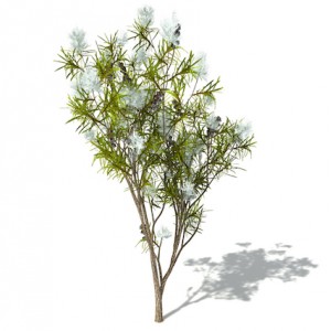 aromabille Tea Tree
