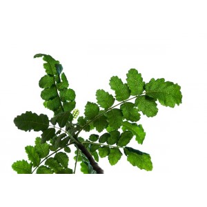 Encens Oliban poudre
