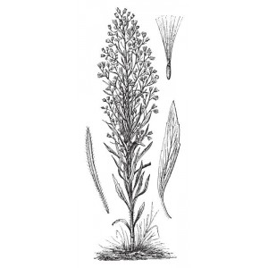 Vergerette Erigeron plante