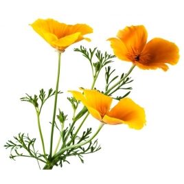 Escholtzia - pavot de Californie BIO plante