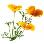 Escholtzia - pavot de Californie BIO plante