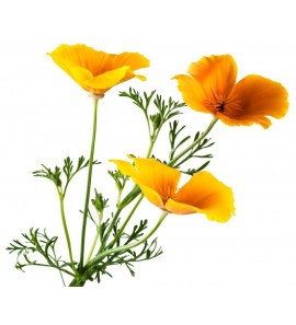 Escholtzia - pavot de Californie BIO plante