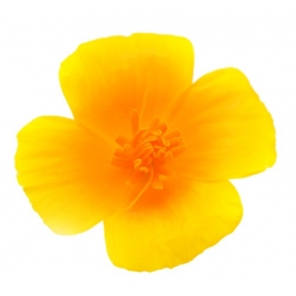 Escholtzia - pavot de Californie poudre