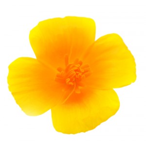 Escholtzia - pavot de Californie poudre