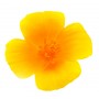 Escholtzia - pavot de Californie poudre