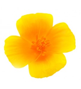 Escholtzia - pavot de Californie poudre
