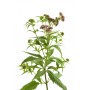 Eupatoire plante