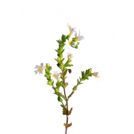 Euphraise plante