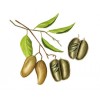 Griffonia fruit  gélules 320mg