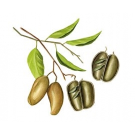 Griffonia fruit gélules 320mg