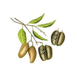 Griffonia fruit  gélules 320mg