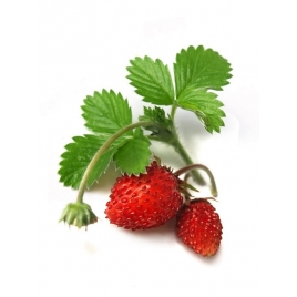Fraisier feuille
