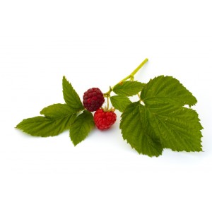 Framboisier BIO feuille