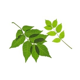 Frêne BIO feuille