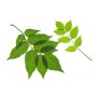Frêne  BIO feuille