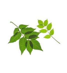 Frêne BIO feuille