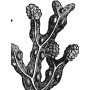 Fucus gélules d'Algue poudre 330mg