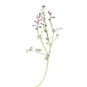 Fumeterre  plante