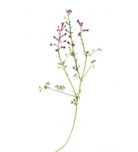 Fumeterre BIO plante