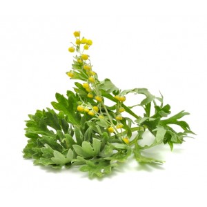 Genepi des Alpes plante