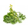 Genepi des Alpes plante